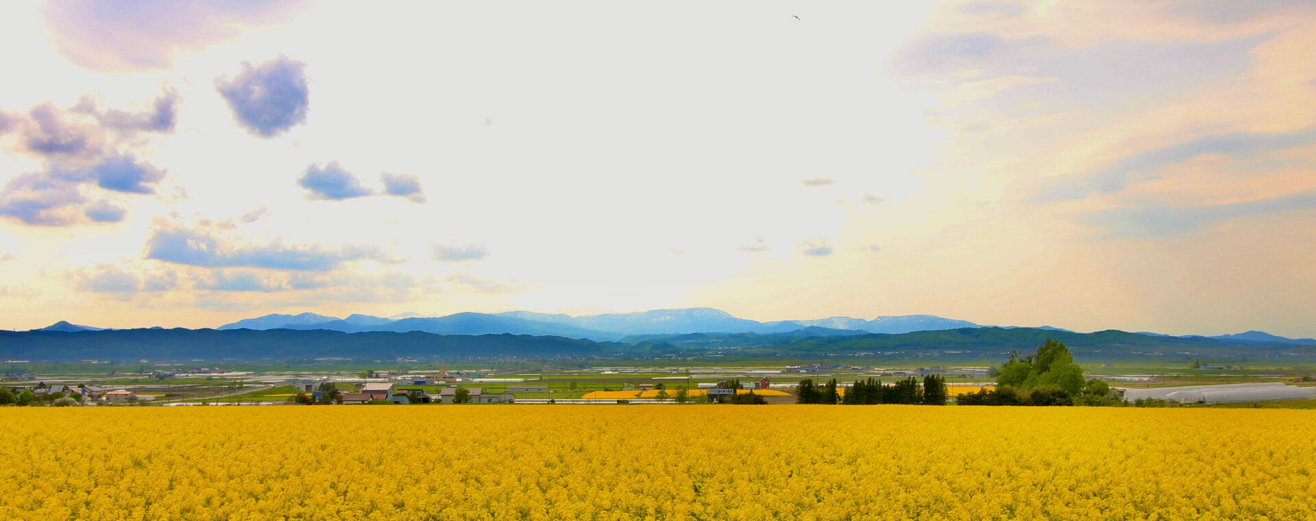 道北 滝川市 丘陵地に咲く菜の花 旅する大地 In 北海道